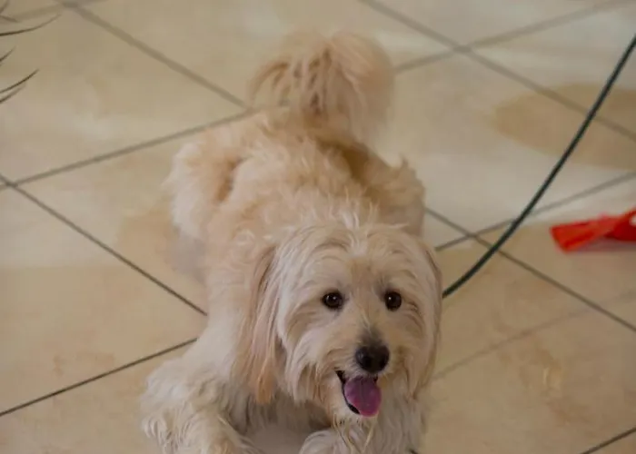 Caesar
